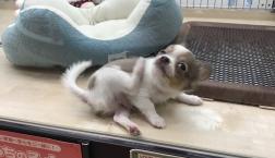 チワワくん