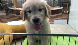 ゴールデンレトリバーがデビューしました‼︎