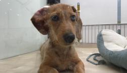 スタンダードダックスちゃん