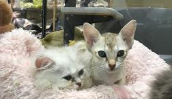 天使な猫ちゃんズ♡