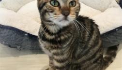 虎模様の猫ちゃん