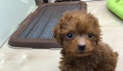 とっても可愛い♡トイプー