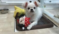 真っ白ペキチー♡