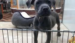 大人気‼️ピットワイマ⭐︎