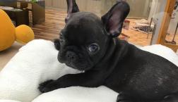 どキンチョー！