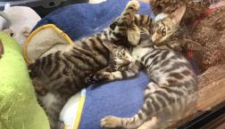 トイトイコンビ