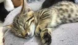 天使の仔猫ちゃん♡