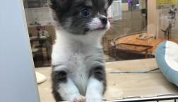 イケイケ♡チワワくん