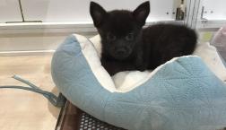 ポメ甲斐ちゃん