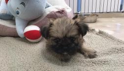 ぬいぐるみみたい♡ペキヨーキー