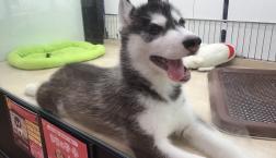 ワイルドだろぅ