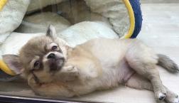 キューティーおやじちゃん