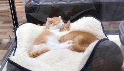 抱き合う猫ちゃんズ