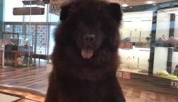 モフッとしているワンコ