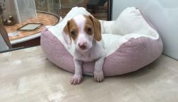 レアカラー♡ダックスくん