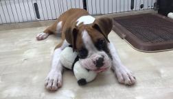 ボクサー犬！！！