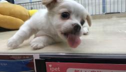 舌ペロショット