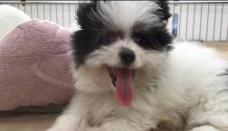 上品なマルポメさん♡