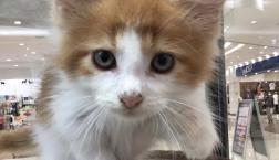 ふわふわメインクーン♡