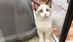 イケメンラグドール