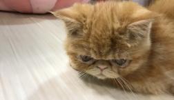 エキゾチックこそドあっぷ