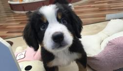 激かわバーニーズ♡