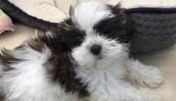 マルチーズとシーズーのハーフちゃん✨✨