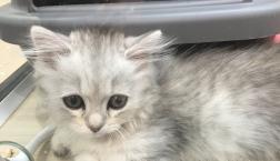 ミヌエットがきたよ♡