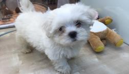 ふわふわ♡マルペキ