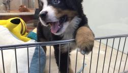 笑顔満点♡バーニーズちゃん