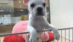 ぶちゃかわワンちゃん