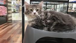 ふわふわサイベリアン