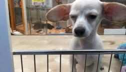 再びたれたお耳