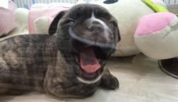 鼻ぺちゃミックス❤️