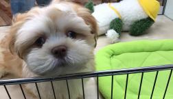 ラサアプソくん