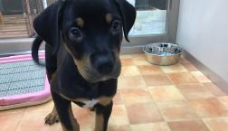 大型犬ロットブリーくん