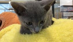 イケメン♡ロシアンブルー♡