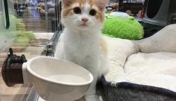 イケメン猫ちゃん