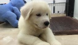 白くまみたい！グレードピレニーズ❤️