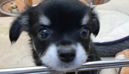 むちむちチワワちゃん♡