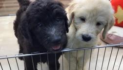 ゴールデンドゥードル兄妹