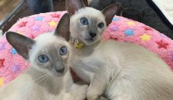 シャムネコ兄弟⭐︎