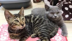 可愛い猫ちゃんズ