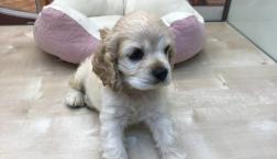 アメリカン・コッカー・スパニエル！！