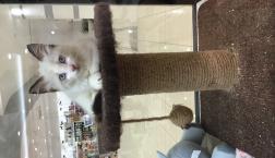 おしゃべり猫ちゃん♡