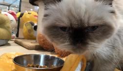 印象派♡エキゾチックショートヘアー