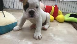 社長のおでましぃーー