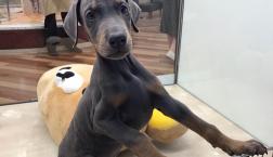 ドーベルマン！！！！