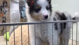 レアカラーシェルティくん