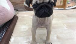新人パグさん